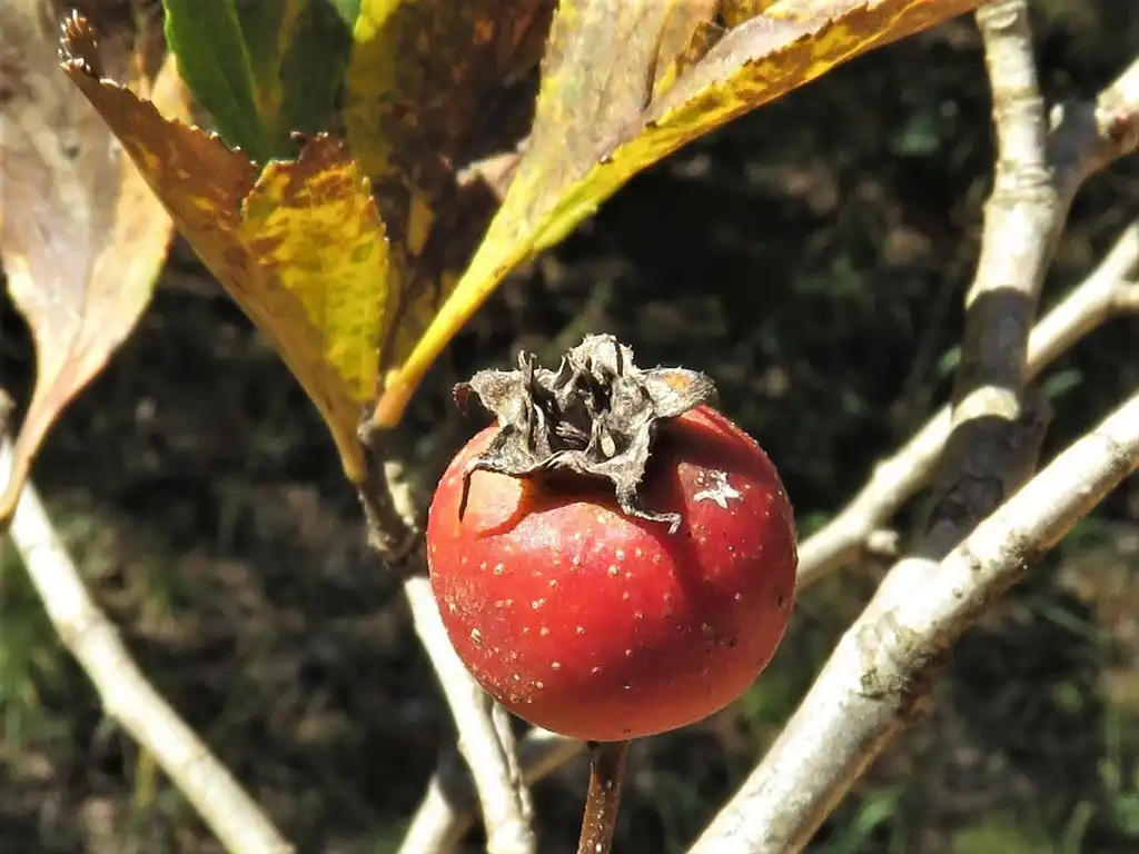 Photo of Crataegus collina - Fruit:jim_keesling