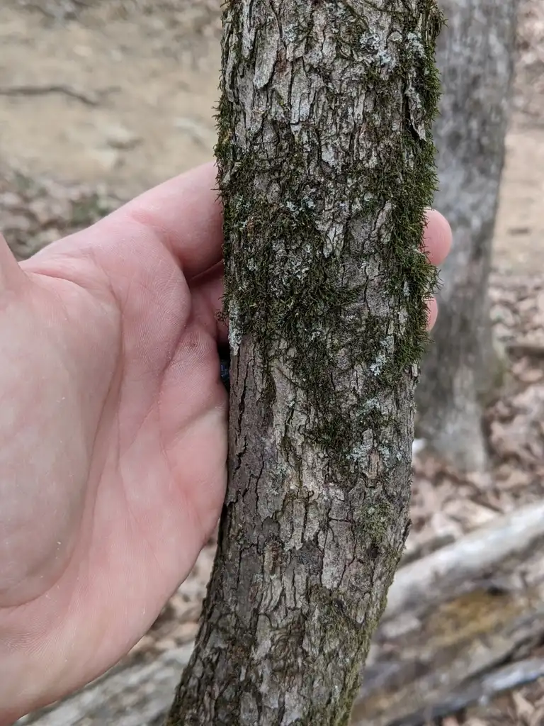 Photo of Crataegus collina - Bark:Nate Weston