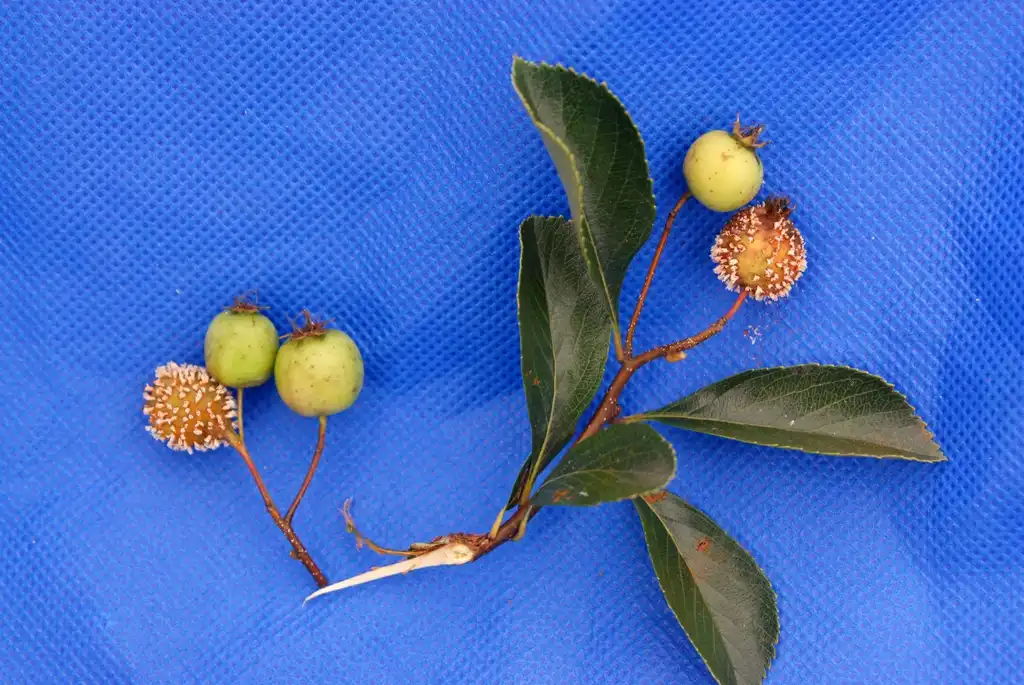 Photo of Crataegus crus-galli var. inermis (Crataegus crus-galli var. inermiss)