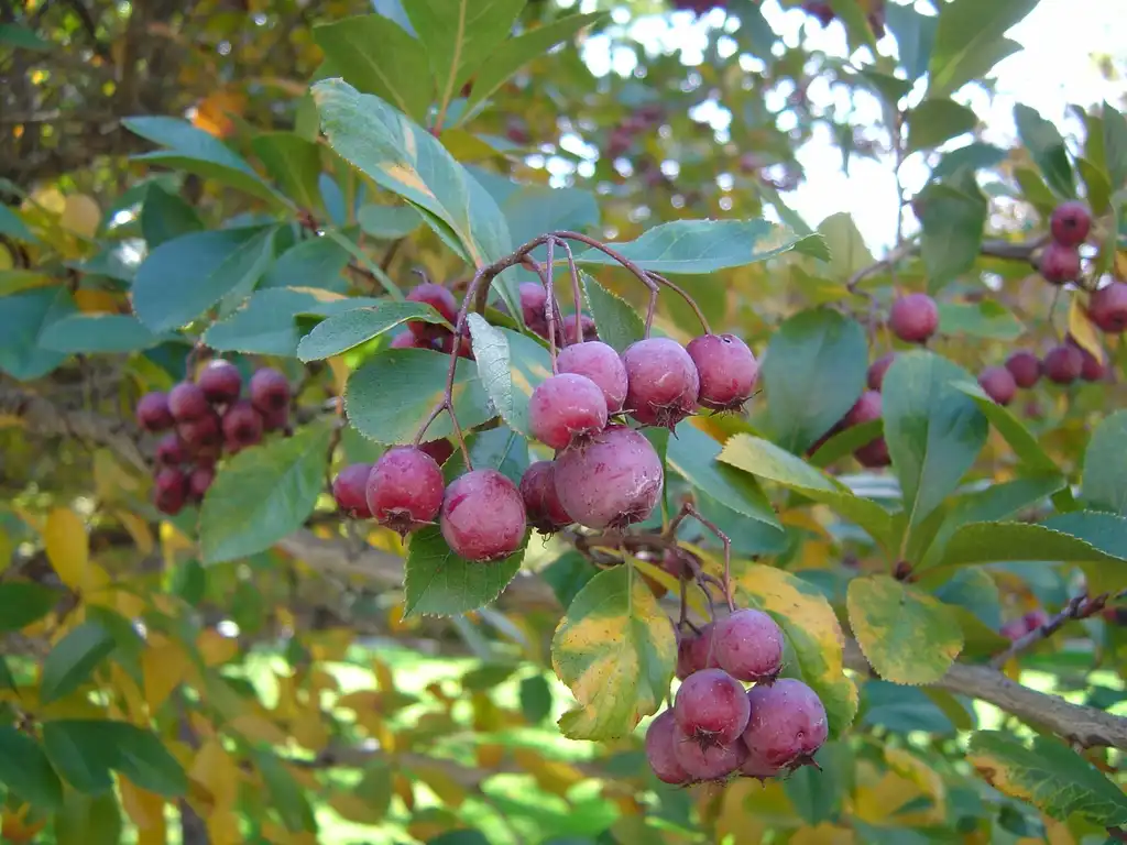 Фото Crataegus crus-galli (Crataegus crus-gallis)