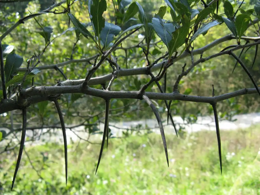 Фото Crataegus crus-galli - Thorns on branches:Nadiatalent