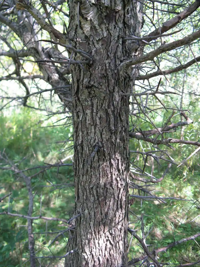 Фото Crataegus crus-galli - Thorns on trunk:Nadiatalent