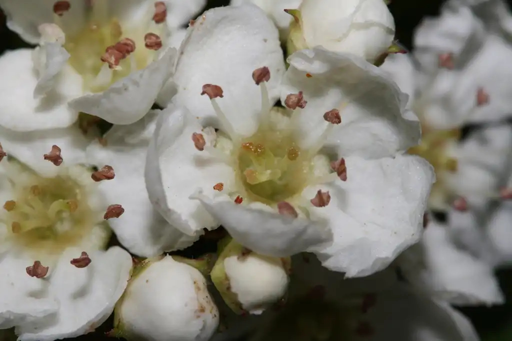 Photo of Crataegus douglasii (Crataegus douglasiis)