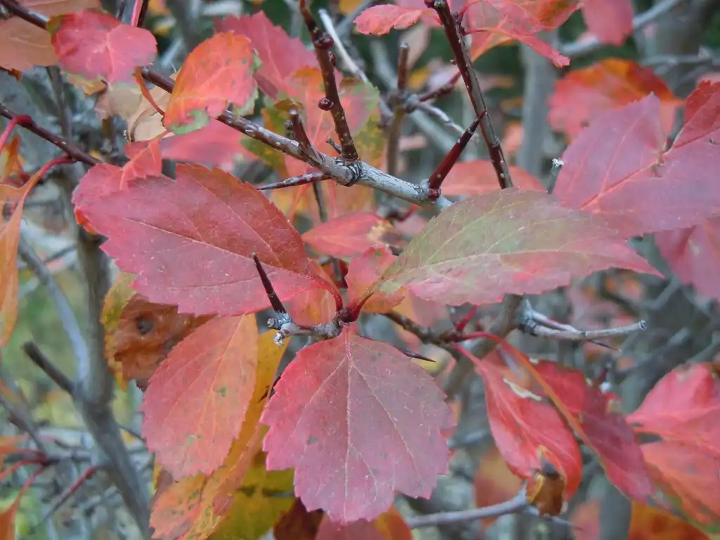 Photo of Crataegus douglasii - Leaves in Fall:Matt Lavin