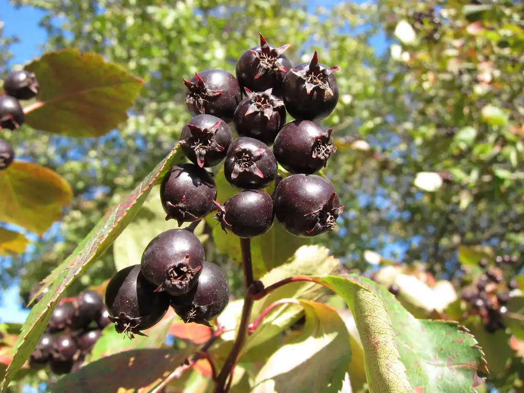 Photo of Crataegus douglasii - Fruit:Kymi