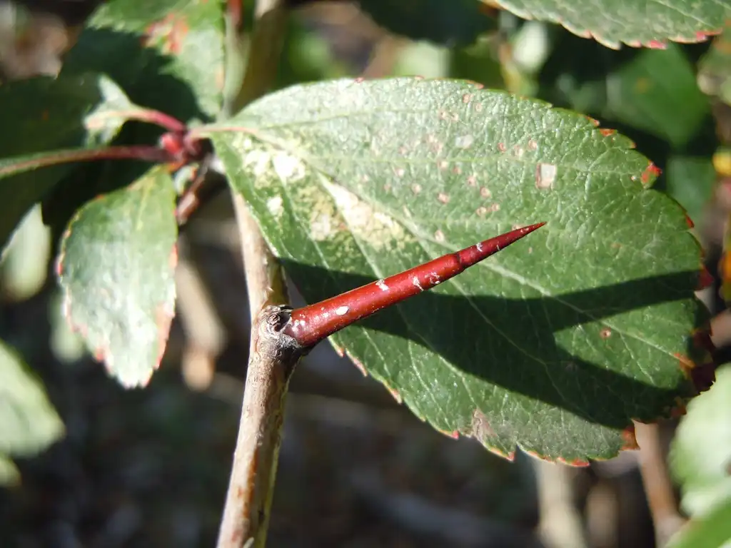 Photo of Crataegus douglasii - Thorn:Matt Lavin