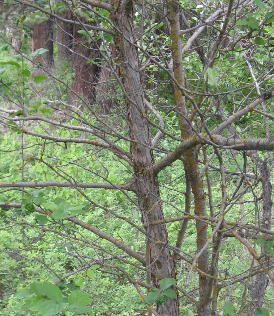 Photo of Crataegus douglasii - Mature Bark:Nadiatalent