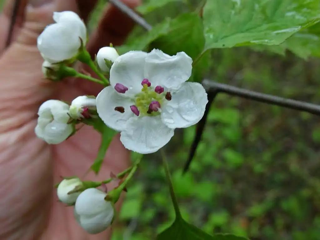 Фото Crataegus macrosperma (Crataegus macrospermas)