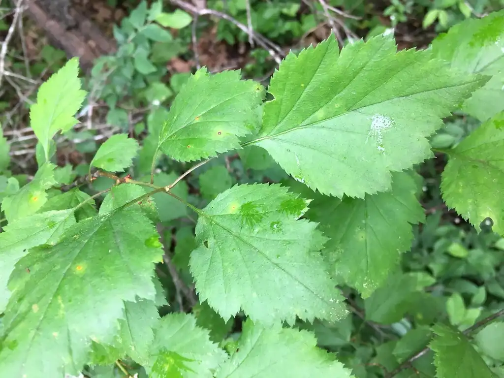 Фото Crataegus macrosperma (Crataegus macrospermas)