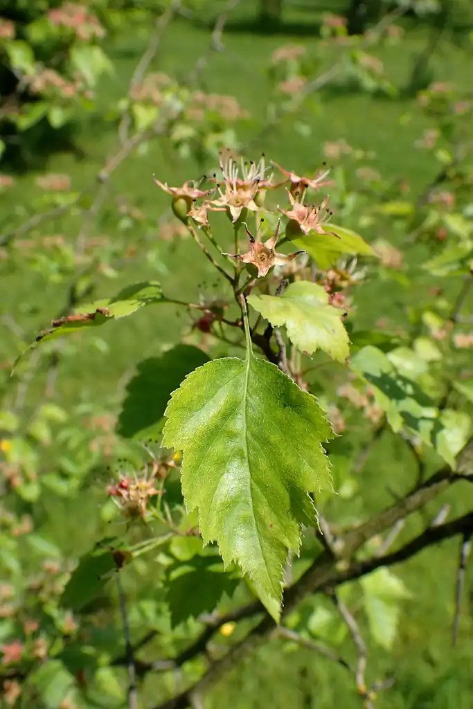 Фото Crataegus macrosperma - Forming fruits:Krzysztof Ziarnek, Kenraiz
