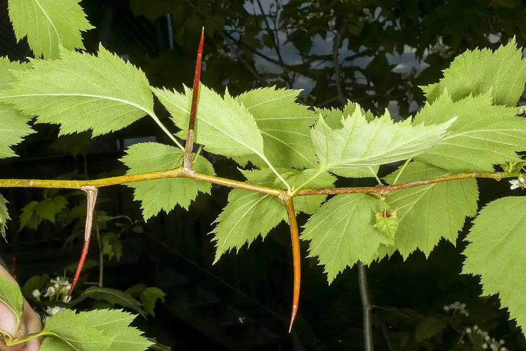 Фото Crataegus macrosperma - Zig-zag stem with thorns:Steve Waller