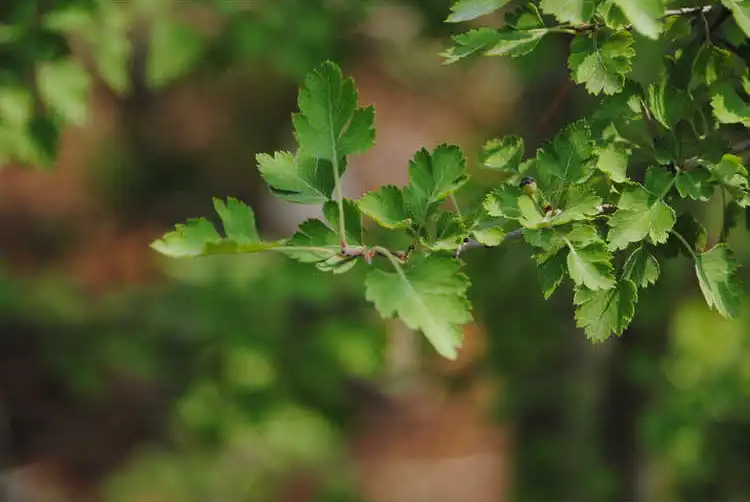 Photo of Crataegus marshallii (Crataegus marshalliis)