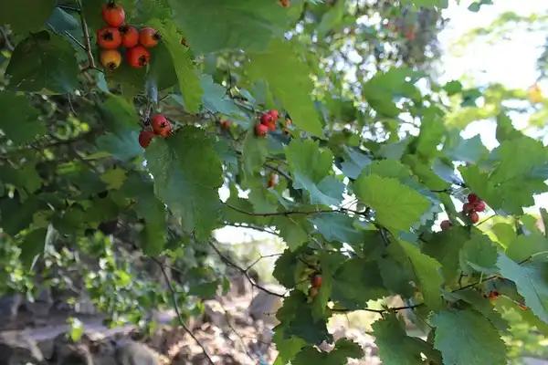 Фото Crataegus mollis (Crataegus molliss)