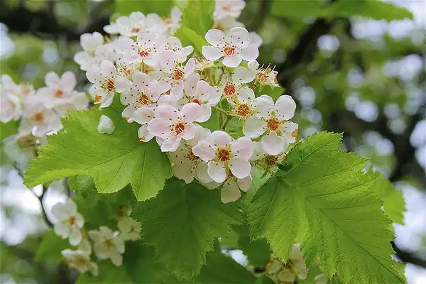 Фото Crataegus mollis (Crataegus molliss)