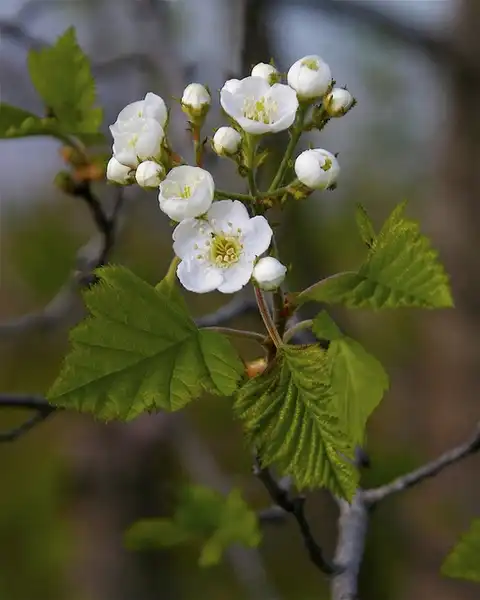 Фото Crataegus mollis - Crataegus mollis flower and leaf detail:Photo by Dan Mullen