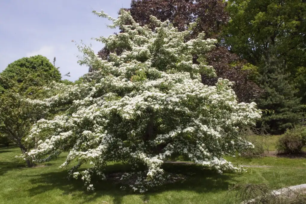 Photo of Crataegus nitida (Crataegus nitidas)