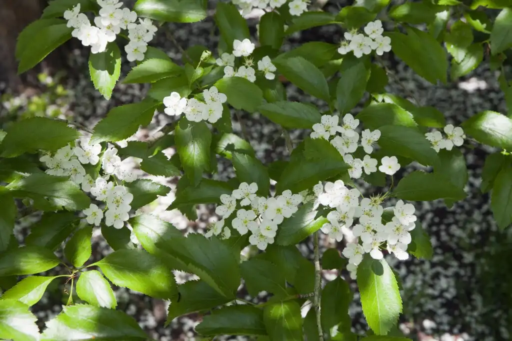 Photo of Crataegus nitida (Crataegus nitidas)