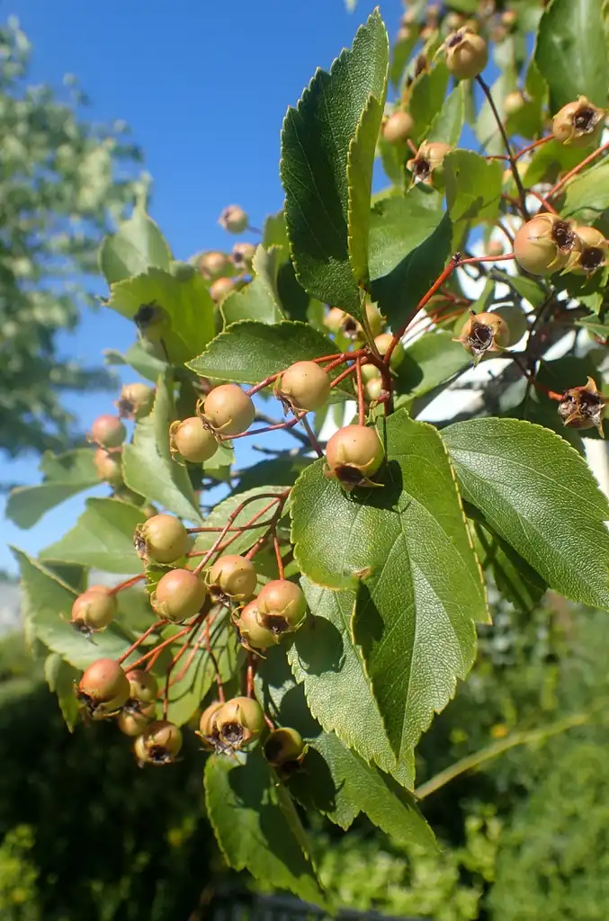 Photo of Crataegus nitida - Fruits:Krzysztof Ziarnek