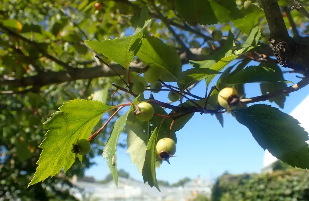 Photo of Crataegus nitida - Leaves and unripe fruit:Krzysztof Ziarnek