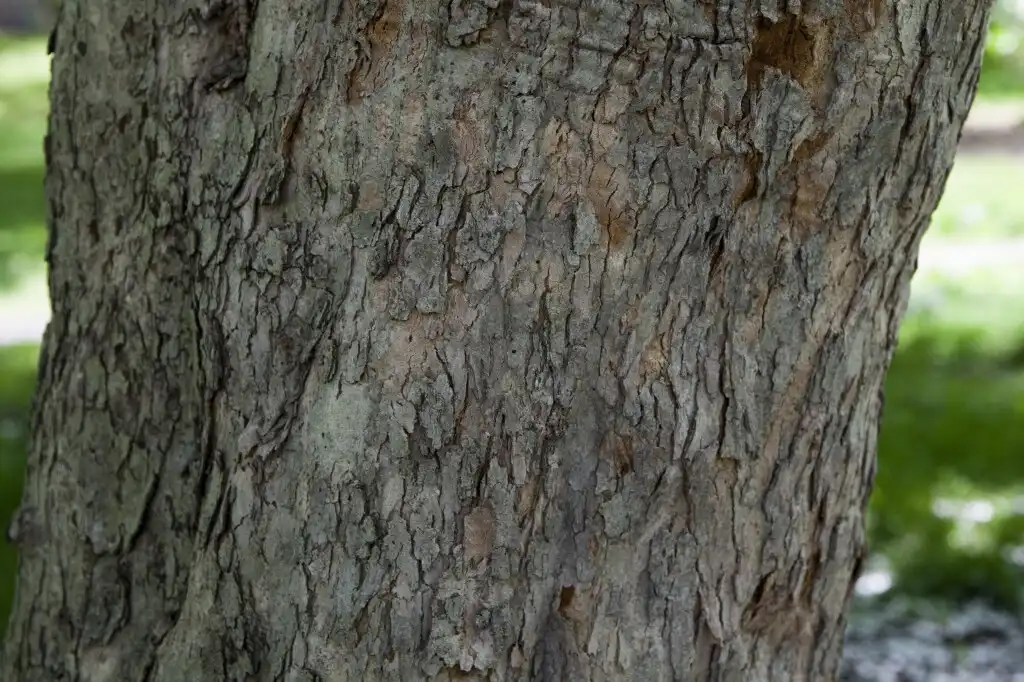 Photo of Crataegus nitida - Bark:Dr Roy Winkelman