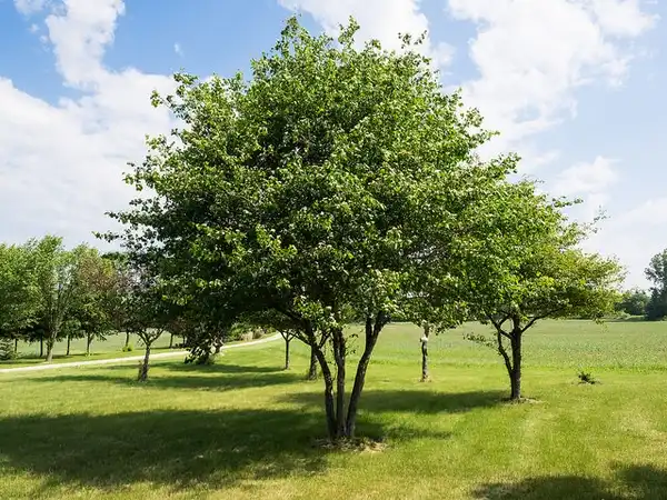Photo of Crataegus phaenopyrum (Crataegus phaenopyrums)
