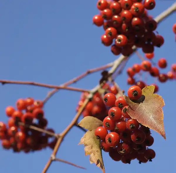 Photo of Crataegus phaenopyrum (Crataegus phaenopyrums)