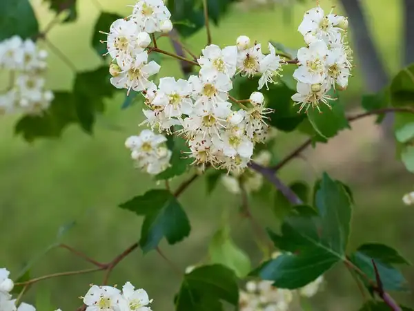 Photo of Crataegus phaenopyrum - Crataegus phaenopyrum flowers:F. D. Richards