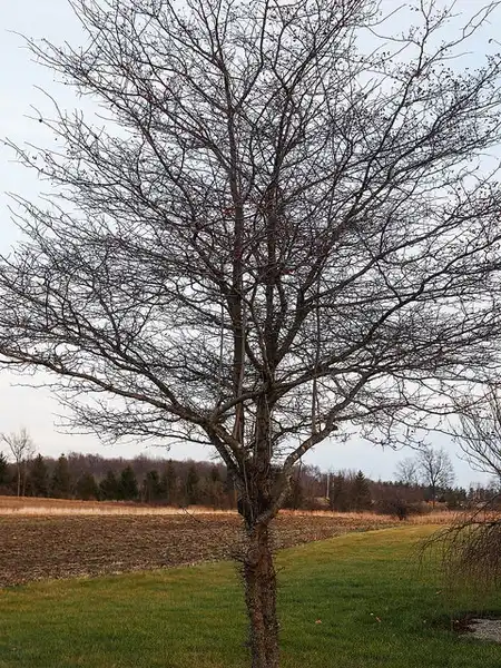 Photo of Crataegus phaenopyrum - Crataegus phaenopyrum:F. D. Richards