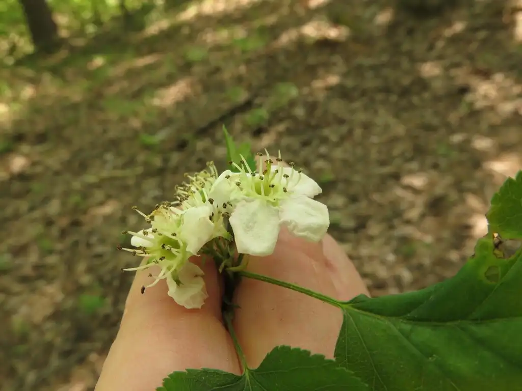Фото Crataegus pruinosa (Crataegus pruinosas)