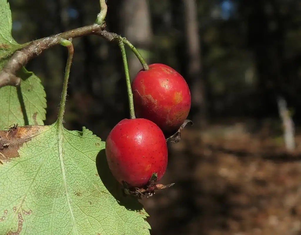 Фото Crataegus pruinosa (Crataegus pruinosas)