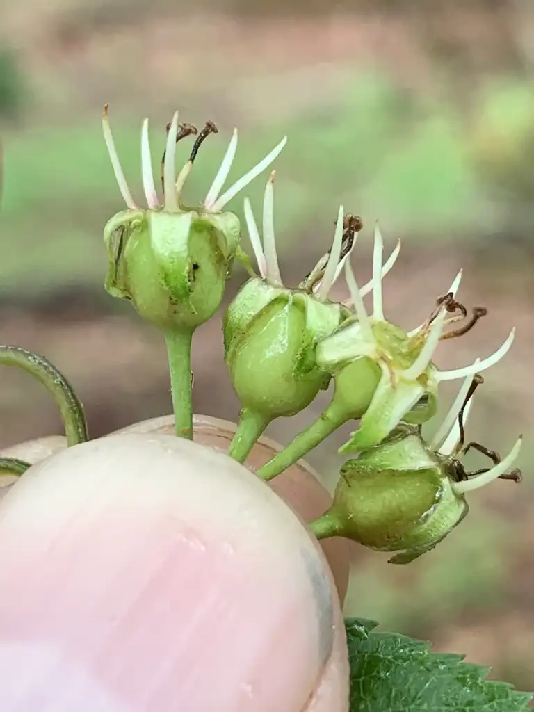 Фото Crataegus pruinosa - Unripe fruits:Dwayne Estes