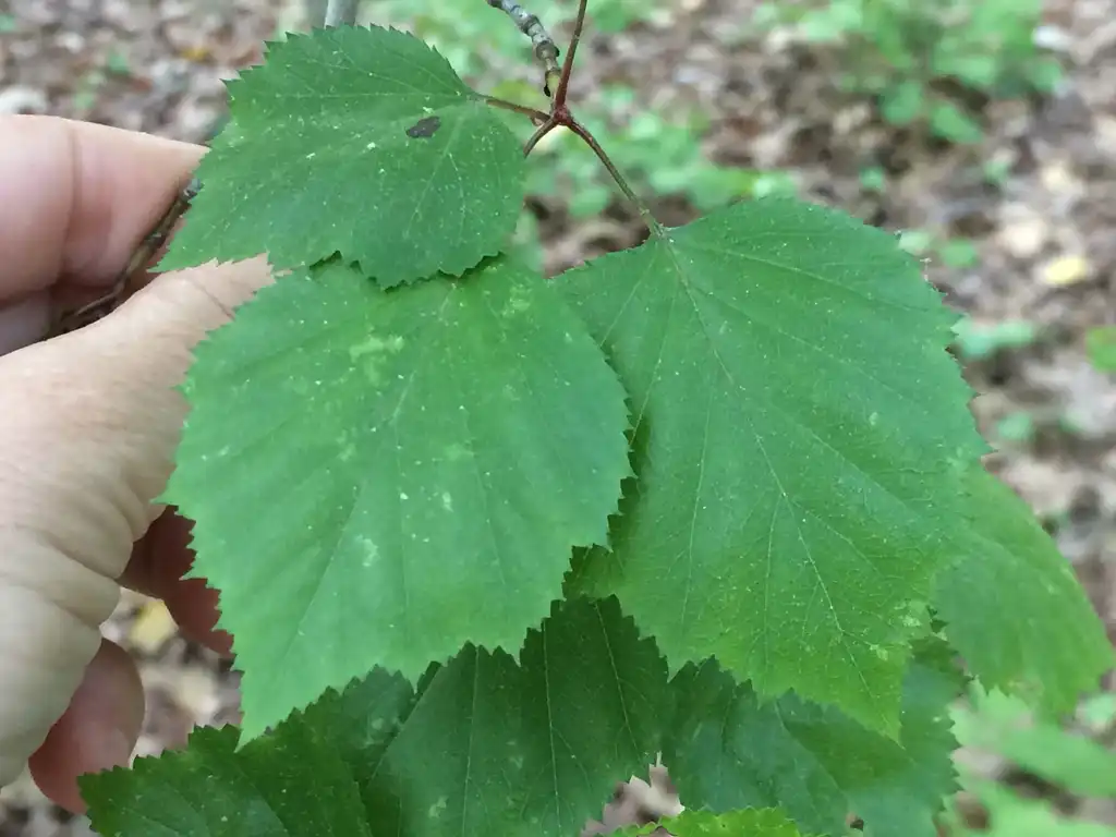 Фото Crataegus pruinosa - Leaves:jtuttle