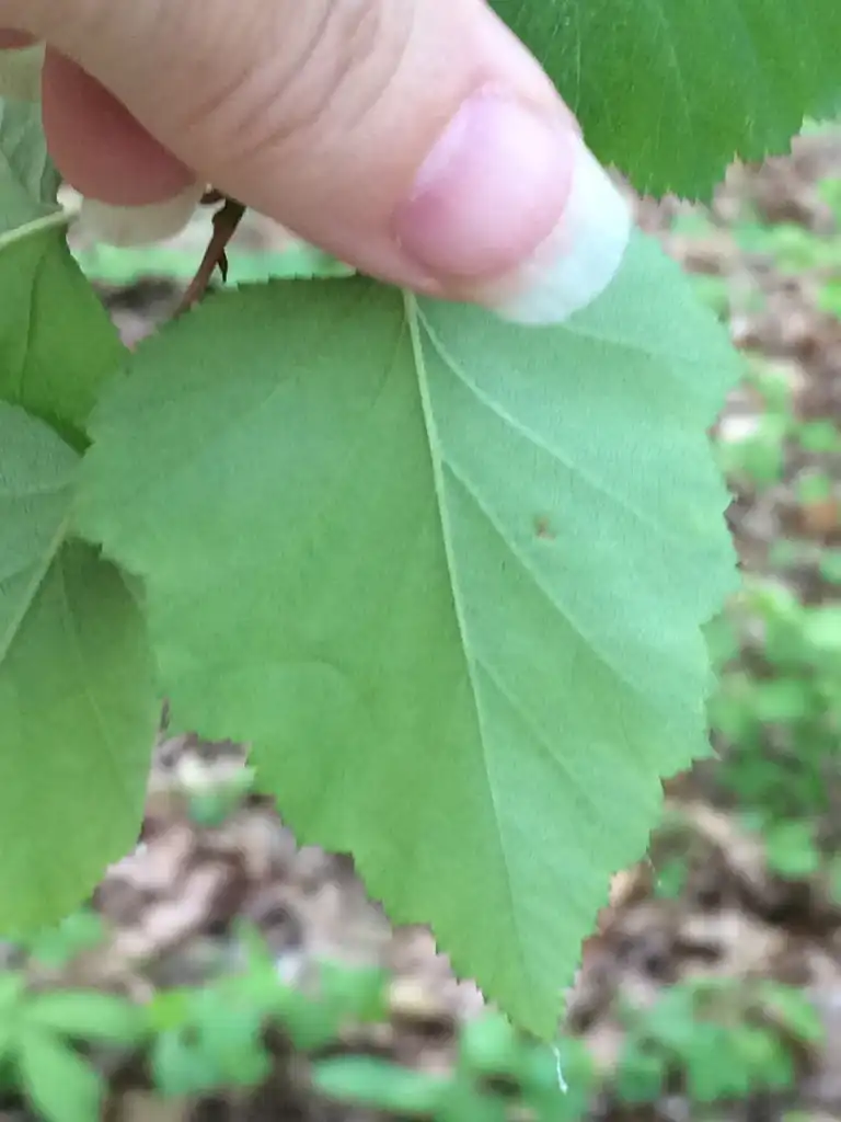 Фото Crataegus pruinosa - Underside of leaf:jtuttle