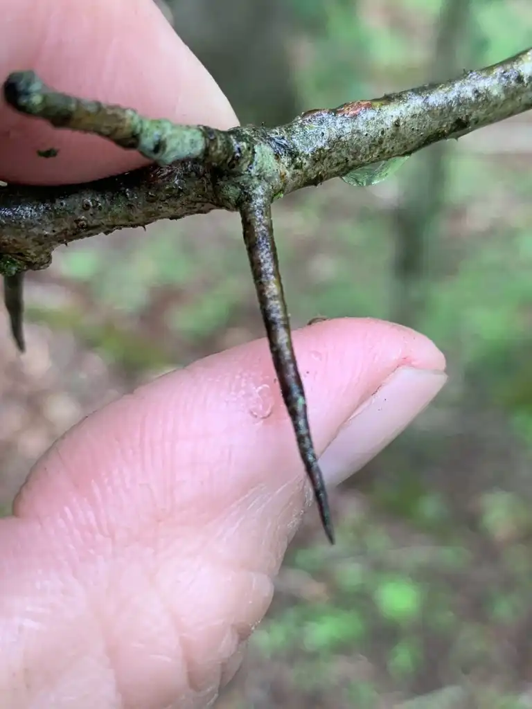 Фото Crataegus pruinosa - Stem with thorns:Dwayne Estes