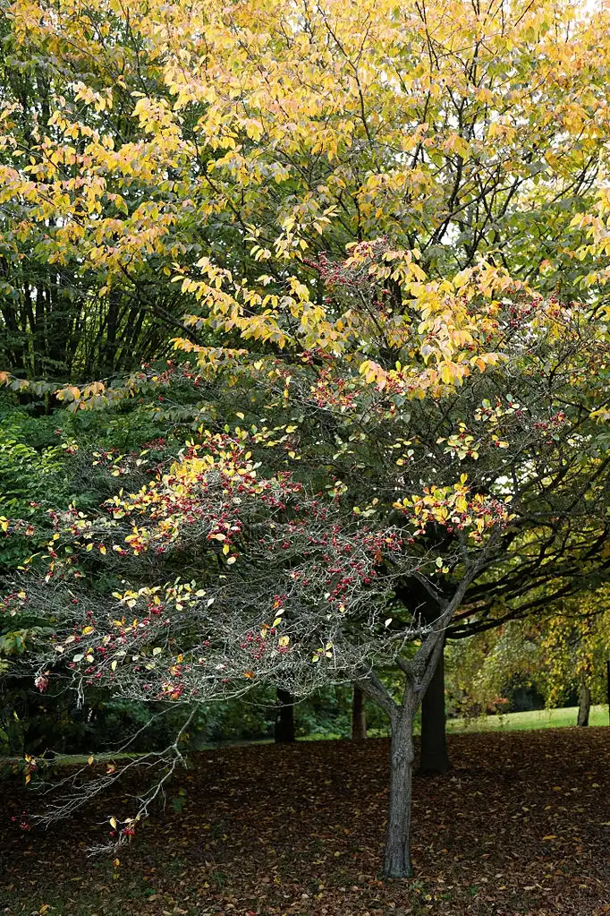 Foto de Crataegus x lavalleei (Crataegus x lavalleeis)