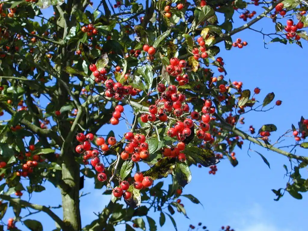Foto de Crataegus x lavalleei (Crataegus x lavalleeis)