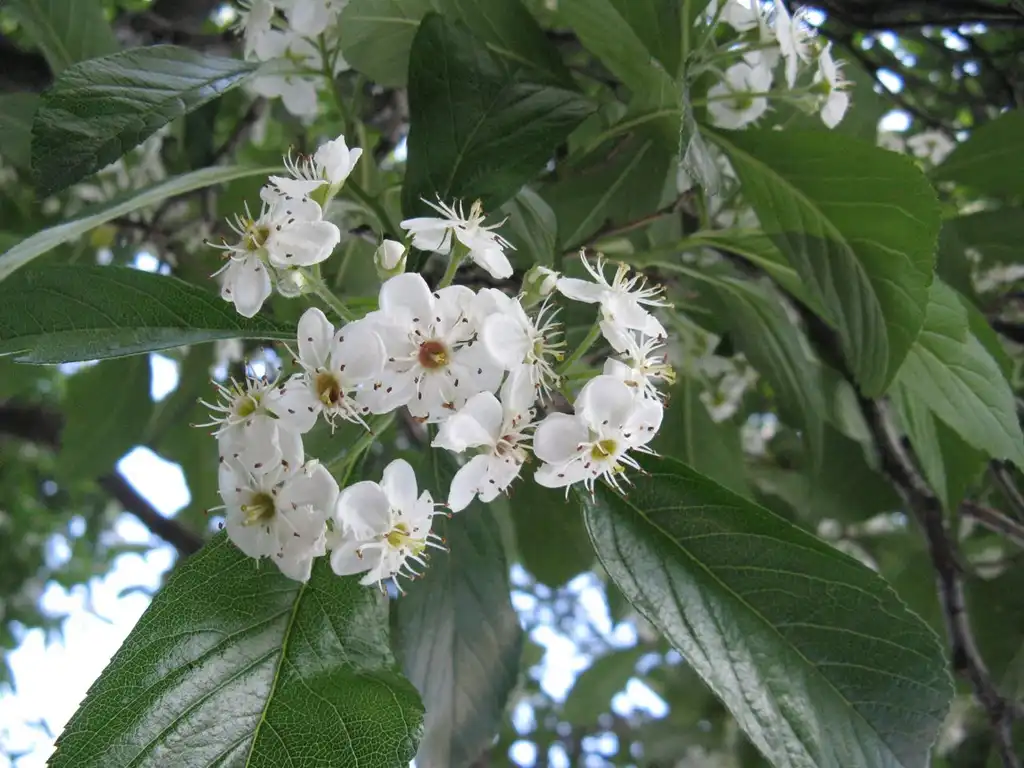 Foto de Crataegus x lavalleei - Flowers:Nadiatalent