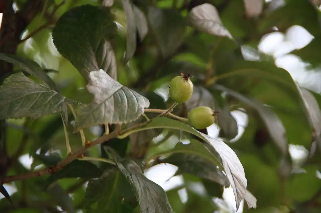 Foto de Crataegus x lavalleei - Leaves and unripe fruit:Schorle