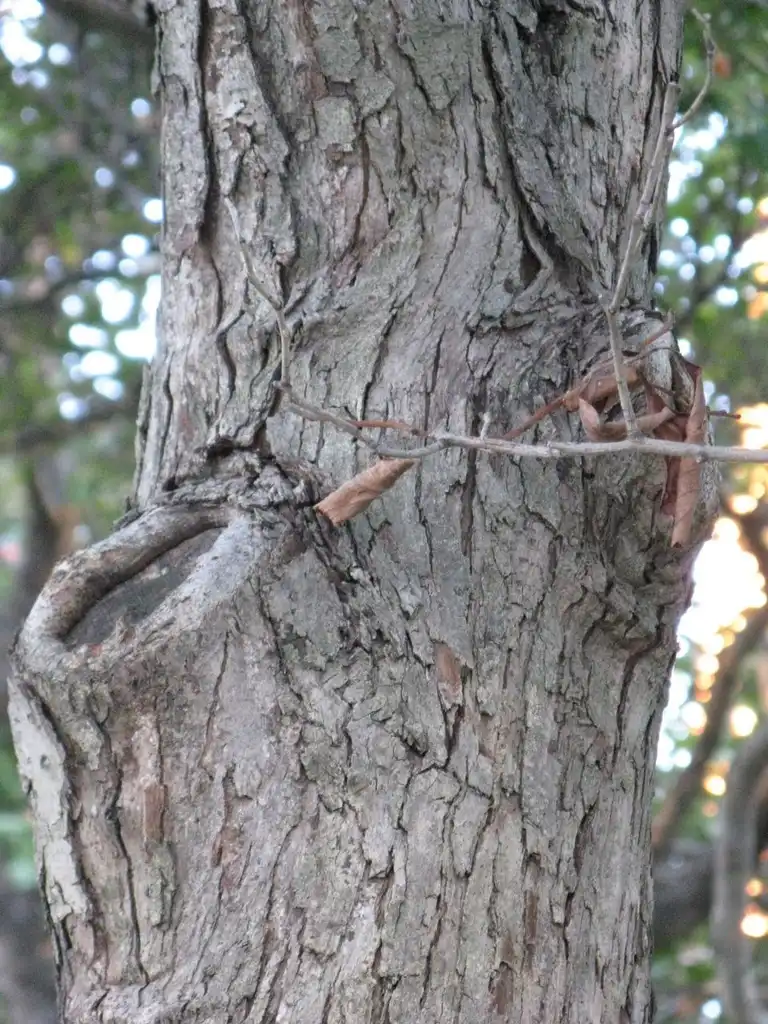 Foto de Crataegus x lavalleei - Bark:Nadiatalent