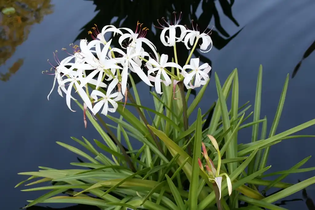 Photo of Crinum americanum var. americanum (Crinum americanum var. americanums)