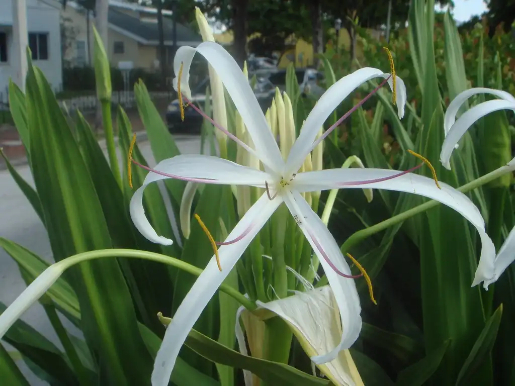 Photo of Crinum americanum var. americanum (Crinum americanum var. americanums)