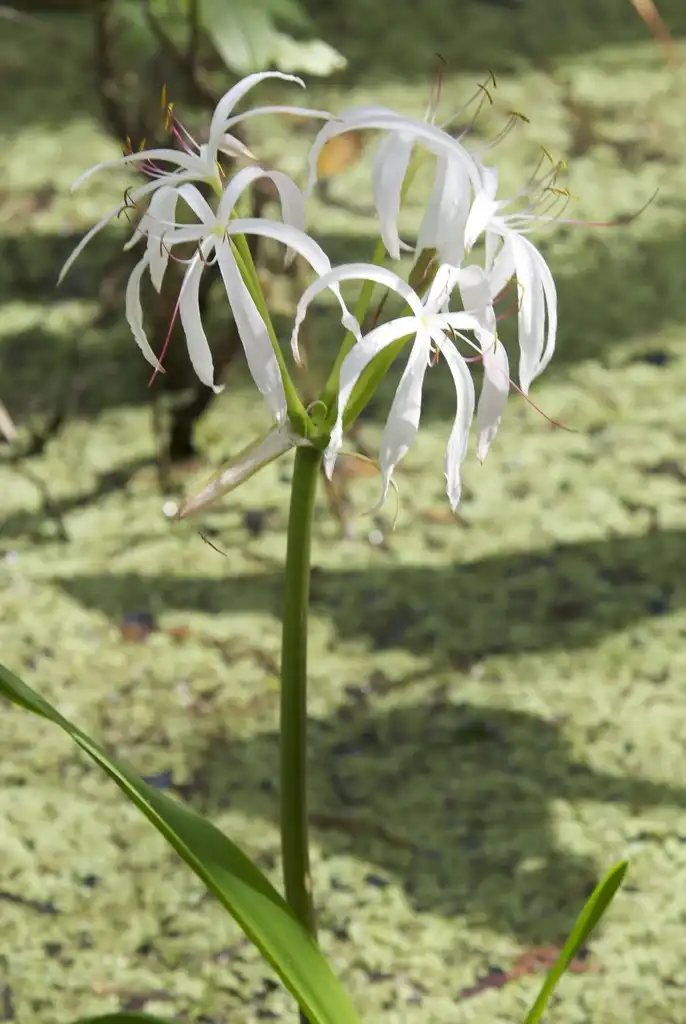 Photo of Crinum americanum var. americanum - Stem:Howard Friedman