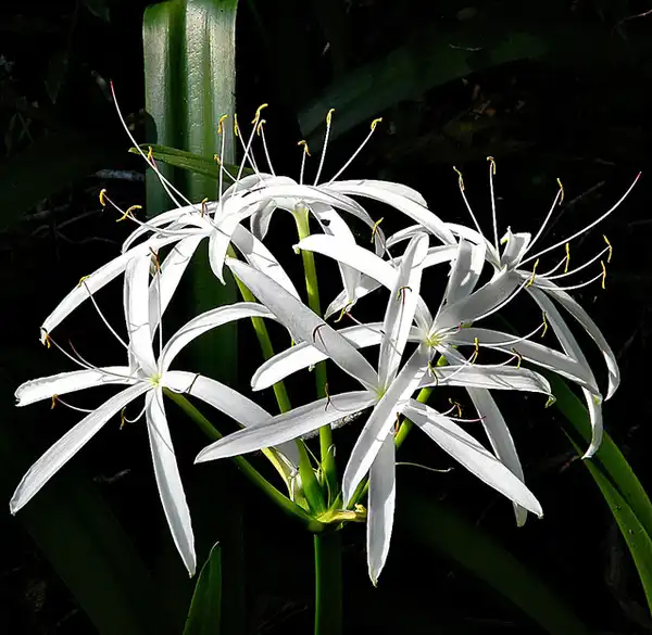 Photo of Crinum americanum (Crinum americanums)