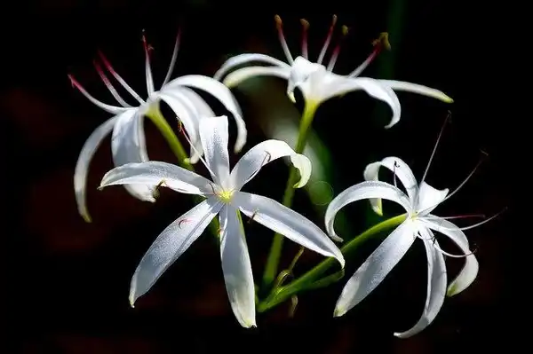 Photo of Crinum americanum (Crinum americanums)