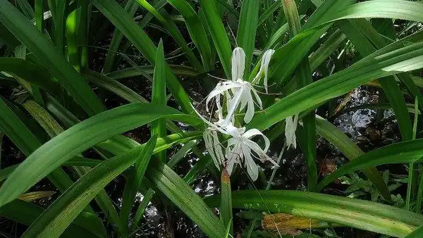 Photo of Crinum americanum - Leaves:Alex Popovkin