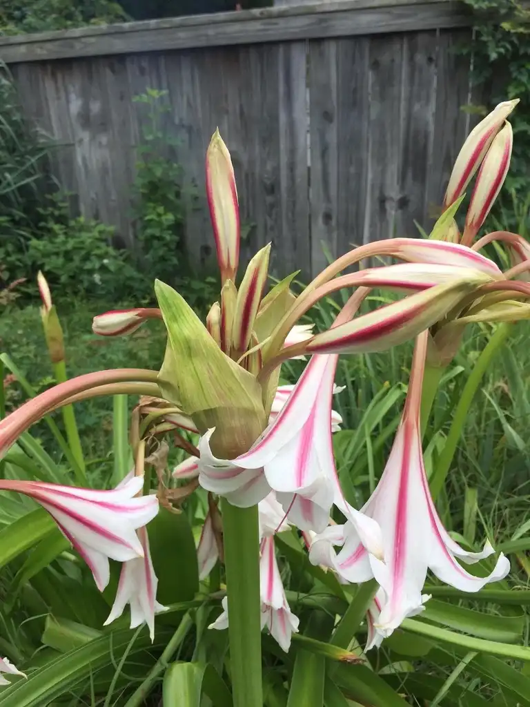 Photo of Crinum (Crinums)