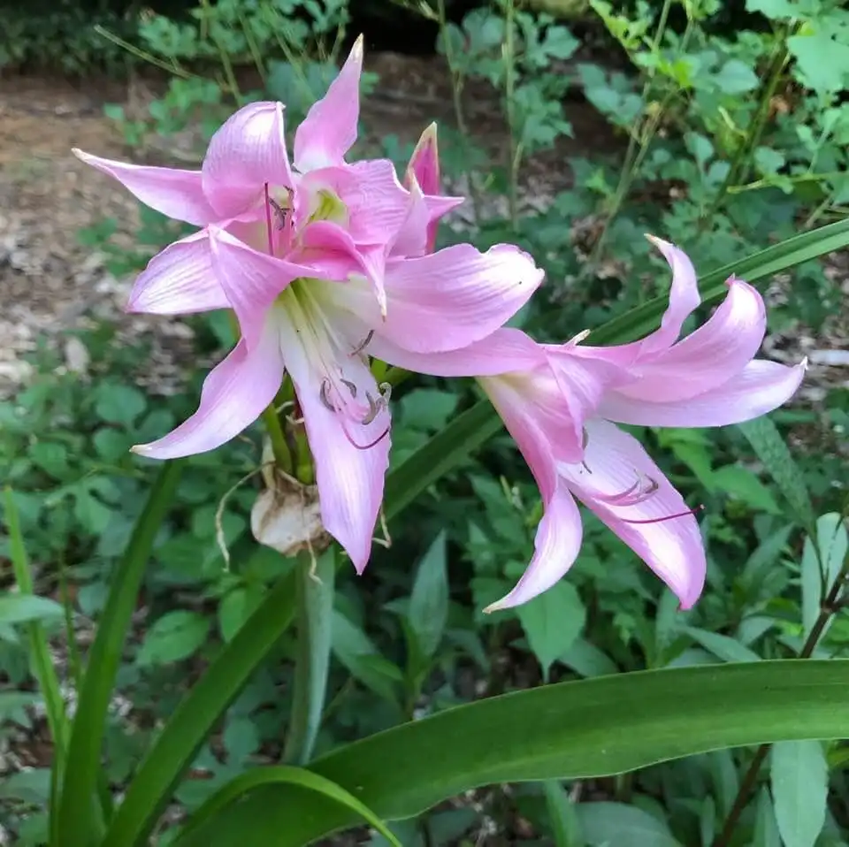 Photo of Crinum (Crinums)