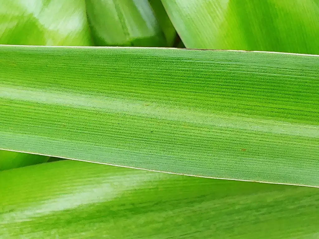 Photo of Crinum - leaf:skdavidson