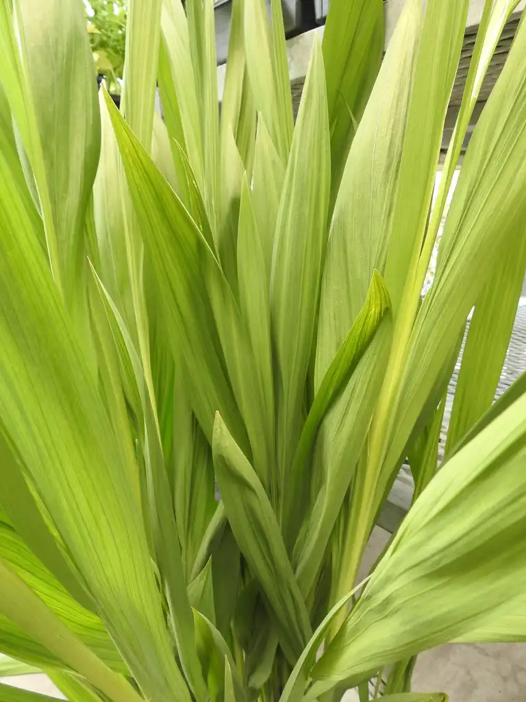 Photo of Crocosmia hybrids (Crocosmia hybridss)