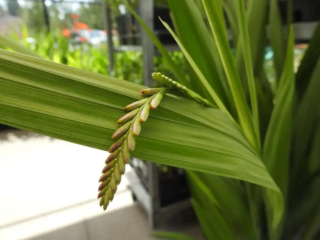 Photo of Crocosmia hybrids - Flower buds.:Kathleen Moore